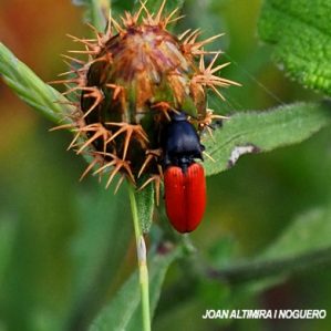 Ampedus sanguineus