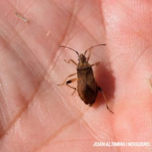 Ceraleptus obtusus