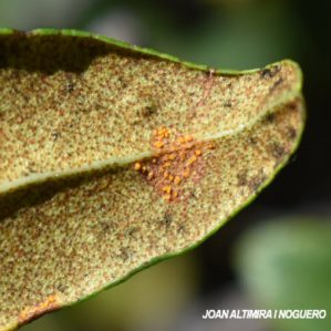 Chrysomyxa rhododendri. (Pat)