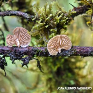 Crepidotus variabilis
