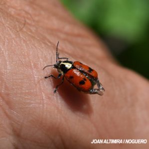 Cryptocephalus octopunctatus