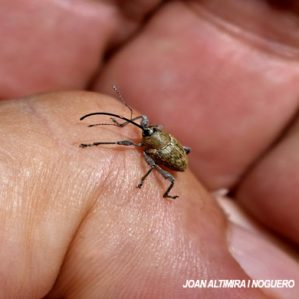 Curculio glandium