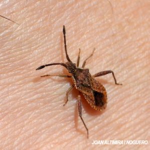 Dicranocephalus agilis