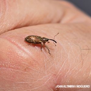 Dorytomus longimanus
