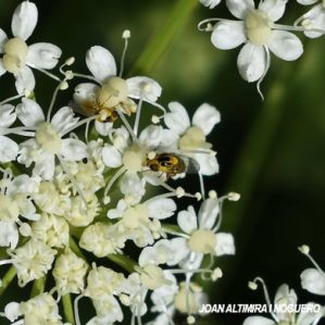 Thaumatomyia notata