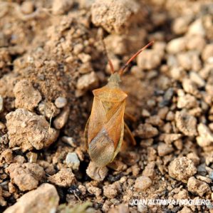 Gonocerus acuteangulatus