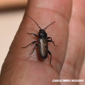 Hylotrupes bajulus