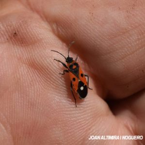 Melanocoryphus albomaculatus