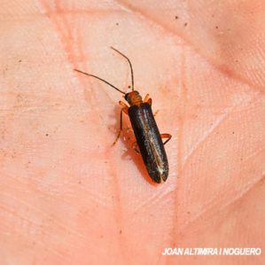 Nacerdes carniolica