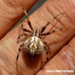Neoscona byzanthina