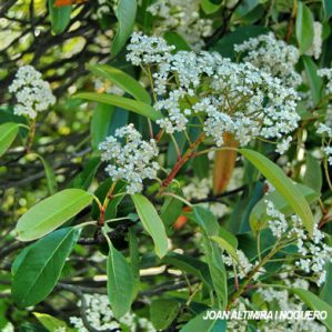 Photinia glabra