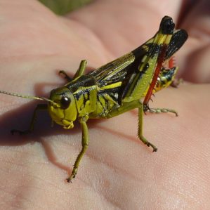 Arcyptera fusca