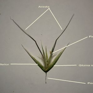 Morfologia de les gramínies