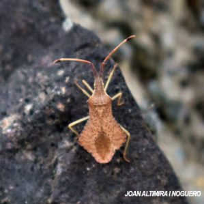 Syromastus rhombeus