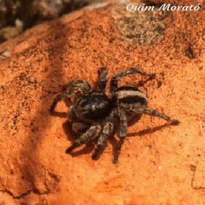 Aelurillus v-insignitus