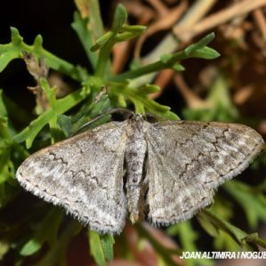 Aethalura punctulata