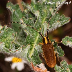 Agapanthia asphodeli