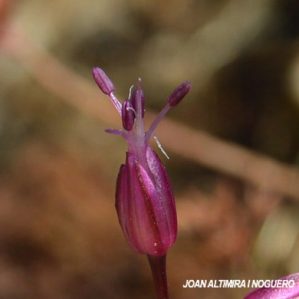 Allium sphaerocephalon subsp sphaerocephalon