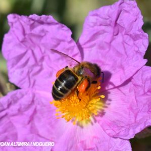 Apis mellifera subsp. caucasica