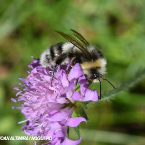 Bombus campestris