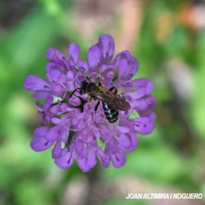 Andrena hattorfiana