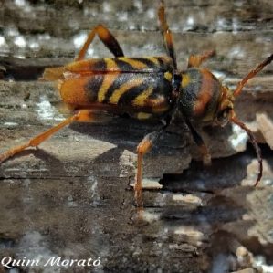 Xylotrechus chinensis