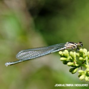 Coenagrion mercuriale