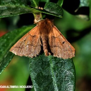 Colotois pennaria