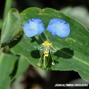 Commelina communis. (Nat)