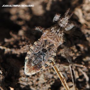 Coranus subapterus