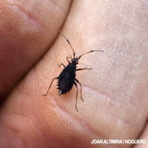 Deraeocoris ruber