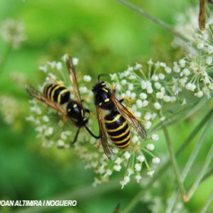 Dolichovespula saxonica