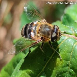 Eristalis pertinax
