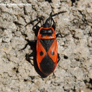 Scantius aegyptius