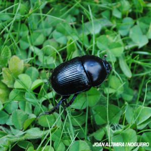 Geotrupes spiniger