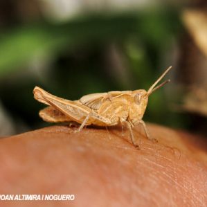 Chorthippus brunneus