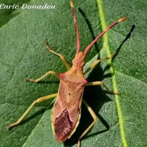 Gonocerus juniperi
