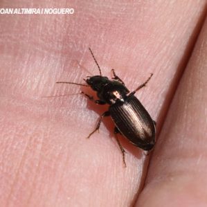 Harpalus cupreus