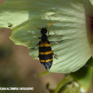 Hycleus polymorphus