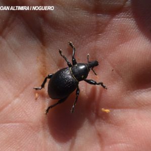 Liparus coronatus