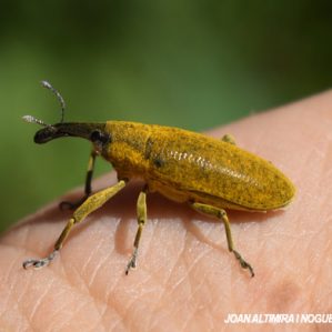 Lixus pulverulentus