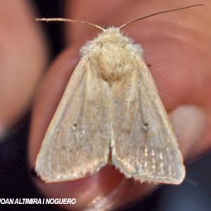 Mythimna sicula