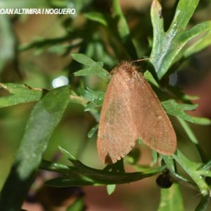 Ocneria rubea