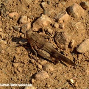 Oedipoda caerulescens