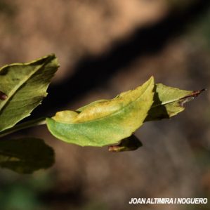 Psyllopsis fraxini