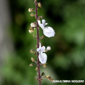 Plectranthus rotundifolius
