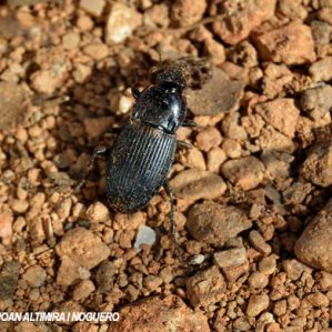 Poecilus sericeus