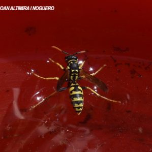 Polistes dominula