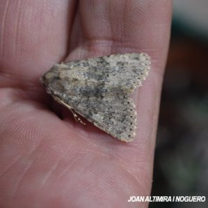 Polymixis dubia