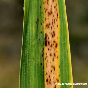 Pseudoseptoria donacis. (Pat)
